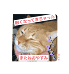 茶トラのだいずとまめ5（個別スタンプ：16）