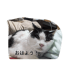 家のパンダ（個別スタンプ：2）