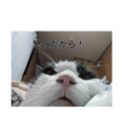 家のパンダ（個別スタンプ：3）