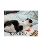 家のパンダ（個別スタンプ：4）