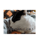 家のパンダ（個別スタンプ：6）