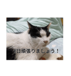 家のパンダ（個別スタンプ：8）