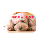 レックアンドチーズ(チーズメイン)（個別スタンプ：1）