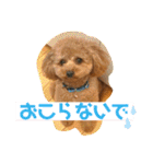 レックアンドチーズ(チーズメイン)（個別スタンプ：15）
