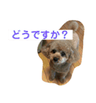 レックアンドチーズ(チーズメイン)（個別スタンプ：16）