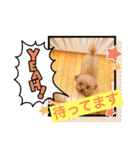 レックアンドチーズ(チーズメイン)（個別スタンプ：36）