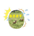 レックアンドチーズ(チーズメイン)（個別スタンプ：37）