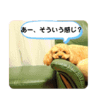 レックアンドチーズ(チーズメイン)（個別スタンプ：38）