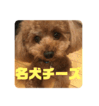 レックアンドチーズ(チーズメイン)（個別スタンプ：40）
