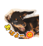 ミニチュアダックス日常スタンプ☆（個別スタンプ：1）