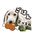 ミニチュアダックス日常スタンプ☆（個別スタンプ：4）