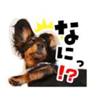 ミニチュアダックス日常スタンプ☆（個別スタンプ：6）