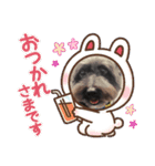 ケアンテリアのスクラッフィ（個別スタンプ：24）