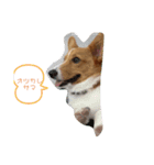 ★りんご★（個別スタンプ：1）
