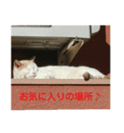 大久保ノラニャンズパート3（個別スタンプ：1）