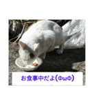 大久保ノラニャンズパート3（個別スタンプ：3）