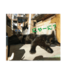 大久保ノラニャンズパート3（個別スタンプ：6）