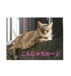 大久保ノラニャンズパート3（個別スタンプ：11）