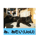 大久保ノラニャンズパート3（個別スタンプ：14）