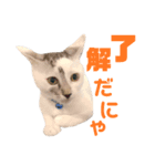 mimo stamp ①（個別スタンプ：3）