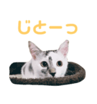 mimo stamp ①（個別スタンプ：4）