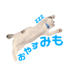mimo stamp ①（個別スタンプ：5）