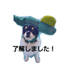 白黒チワワ、ハルくん（個別スタンプ：3）