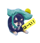 白黒チワワ、ハルくん（個別スタンプ：4）