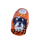白黒チワワ、ハルくん（個別スタンプ：5）
