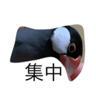 文鳥の日常 りんちゃん（個別スタンプ：3）