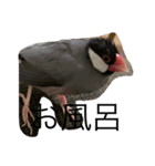 文鳥の日常 りんちゃん（個別スタンプ：4）