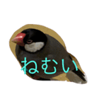文鳥の日常 りんちゃん（個別スタンプ：5）