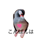 文鳥の日常 りんちゃん（個別スタンプ：8）