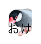 文鳥の日常 りんちゃん（個別スタンプ：9）