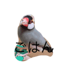 文鳥の日常 りんちゃん（個別スタンプ：10）
