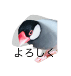 文鳥の日常 りんちゃん（個別スタンプ：13）