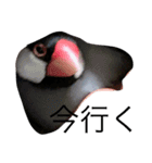 文鳥の日常 りんちゃん（個別スタンプ：15）