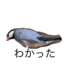 文鳥の日常 りんちゃん（個別スタンプ：16）
