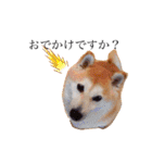 柴犬すずすずちゃん（個別スタンプ：1）