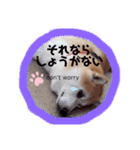 柴犬すずすずちゃん（個別スタンプ：3）