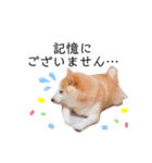 柴犬すずすずちゃん（個別スタンプ：4）