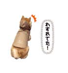 柴犬すずすずちゃん（個別スタンプ：7）