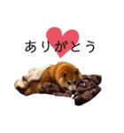 柴犬すずすずちゃん（個別スタンプ：8）