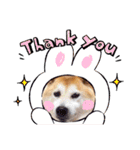 柴犬すずすずちゃん（個別スタンプ：9）