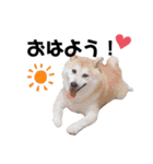 柴犬すずすずちゃん（個別スタンプ：10）