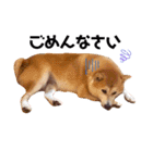 柴犬すずすずちゃん（個別スタンプ：11）