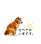 柴犬すずすずちゃん（個別スタンプ：12）
