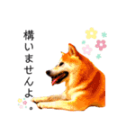 柴犬すずすずちゃん（個別スタンプ：14）
