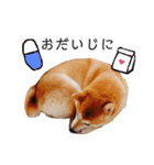 柴犬すずすずちゃん（個別スタンプ：15）