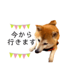 柴犬すずすずちゃん（個別スタンプ：16）